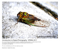 Digital Photography -  Framing Details and Light